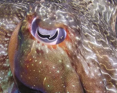 Каракатица выпускает чернила | Cuttlefish releasing its sepia | Diving in  Pattaya, Thailand - YouTube