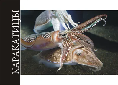 Деталь каракатицы стоковое фото. изображение насчитывающей хищники -  42128656