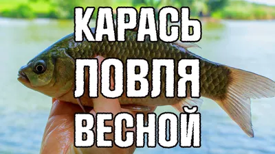 Ловля карася весной на поплавок. Особенности клева карася весной. Лучшие  прикормки и наживки на карася