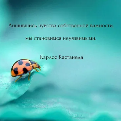 Книга \"Карлос Кастанеда\" Подарочное Издание, Твердый Переплет. Все Тома. —  Купить на BIGL.UA ᐉ Удобная Доставка (1713279715)