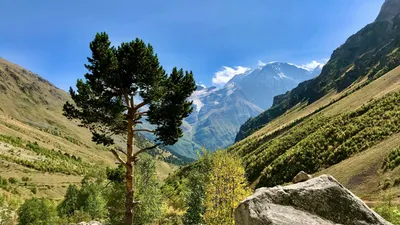 Кавказцы самые красивые - 88 фото