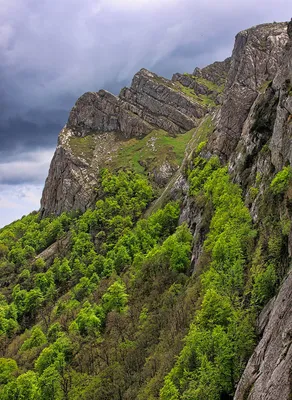 Цветение каштановой аллеи и холодный июнь