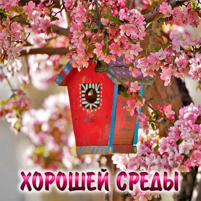 Картинки с Добрым утром среды (80 штук)