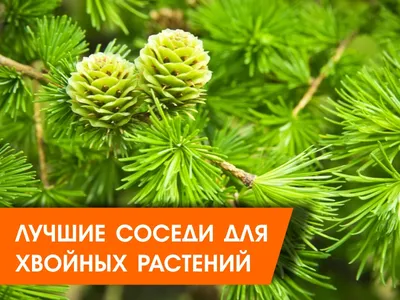 Особенности размножения, выращивания хвойных растений – Садовый центр  «Ландшафт»