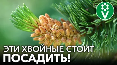 Заболевание хвойных растений - Agro-Market