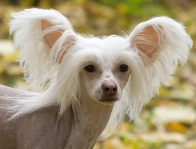 Китайская хохлатая собака (Chinese Crested Dog) - порода веселая, игривая и  нежная. Фото, описание и отзывы о собаке.