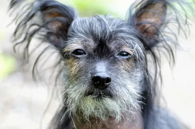 Китайская Хохлатая / Chinese Crested / Китайська чубата