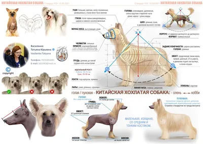 Стрижка китайской голой хохлатой собаки | Зоосалон и школа груминга  All-Grooming. Груминг и обучение стрижке собак