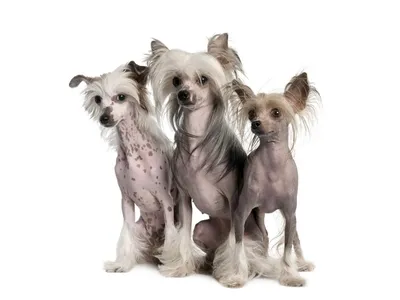 Китайская хохлатая собака (Chinese Crested Dog) - порода веселая, игривая и  нежная. Фото, описание и отзывы о собаке.