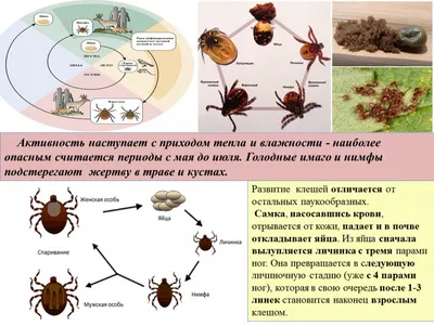 Клещи, их появление и особенности