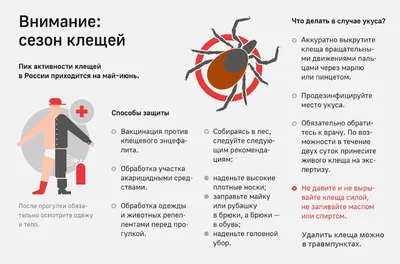 На Ставрополье из-за укусов клещей к медикам обратились более 3,5 тысячи  человек :: 1777.Ru