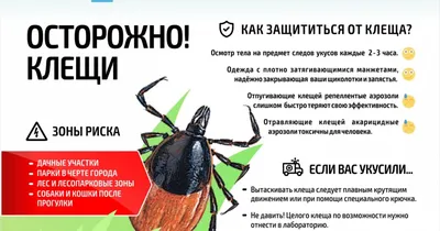 Как защитить себя и близких от укусов клещей? - полезные статьи от  специалистов - Медицинский центр «АудиоМед»