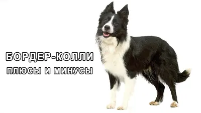 Пин от пользователя CINSHU на доске D/HD-COLLIE | Шелти, Колли