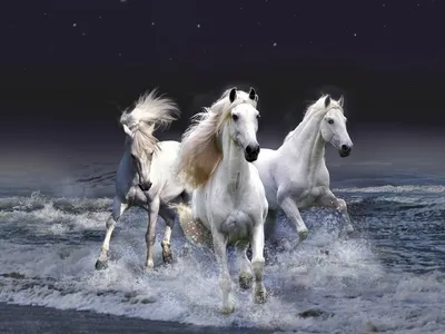 Два сильных белых коня бегущих по полю, подымая пыль. Животный мир. Купить  в Краснодарском крае: Новороссийске, Геленджике