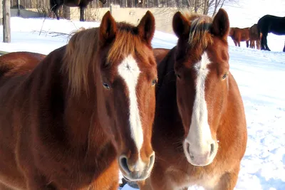 Бесплатные Два коня 3 стоковые фотографии | FreeImages