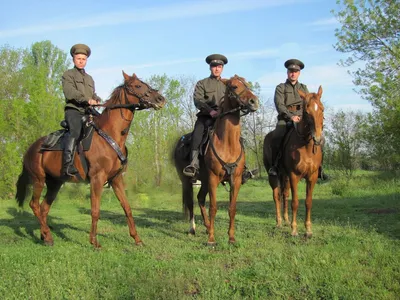 У Рамзана Кадырова украли коня за 10 миллионов долларов