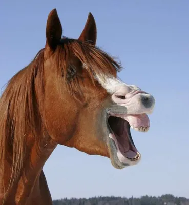 Картинка \"Конь\" Портрет лошади, коричневого коня Стоковое Изображение -  изображение насчитывающей ферма, млекопитающее: 157067755