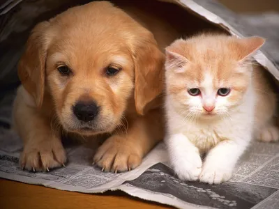 [78+] Картинки кошек и собак обои