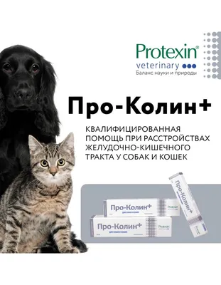 Знакомство собак с другими питомцами - практические советы | Royal Canin UA