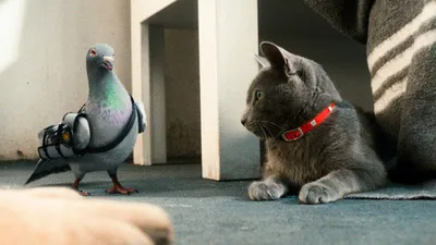 Фильм Кошки против собак: Месть Китти Галор (2010) смотреть онлайн