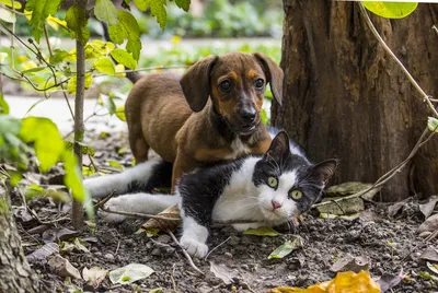 Кошки против собак | TV6.RU
