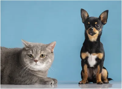 Кошки против собак: какие животные популярнее в Сети? • БрянскНОВОСТИ.RU