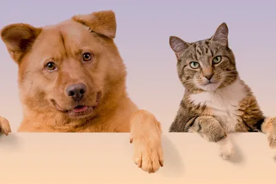 кошки против собак / смешные картинки и другие приколы: комиксы, гиф  анимация, видео, лучший интеллектуальный юмор.