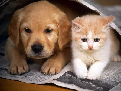 Кошки против Собак. | Дзен