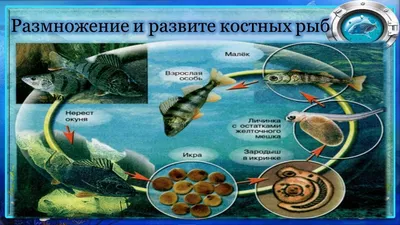 Надкласс Рыбы 🐟 Делится на 2 класса: Хрящевые и Костные рыбы. Сегодня  разберём:.. | Биология | ЕГЭ 2024 | Вебиум | ВКонтакте