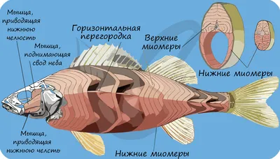 Интересные факты о костных рыбах | ЗооБлог