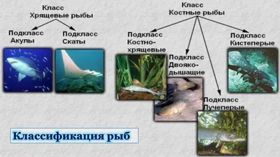 Рыбы. Общая характеристика. | ВКонтакте