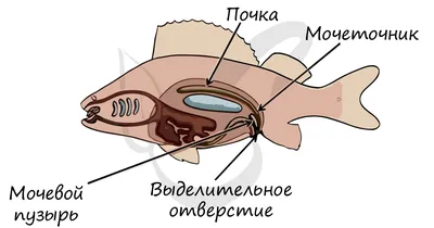 Шпаргалка - Многообразие рыб. Промысловые рыбы