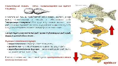 У берегов Португалии обнаружили самую тяжелую костную рыбу в мире. Она  весит почти три тонны — Нож