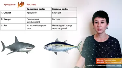 Класс костные рыбы - online presentation