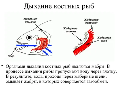 PPT - Класс Osteichthyes – Костные рыбы PowerPoint Presentation - ID:4080048