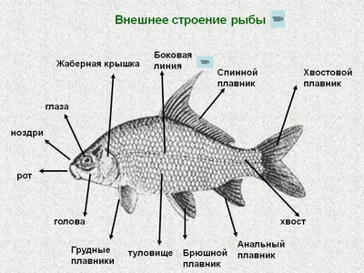 Презентация по биологии на тему: \"Внешнее и внутреннее строение рыб\" (7  класс).