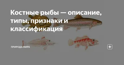 Палеонтологи вычислили, с какой скоростью плавали самые крупные костные рыбы  в истории - Рамблер/новости