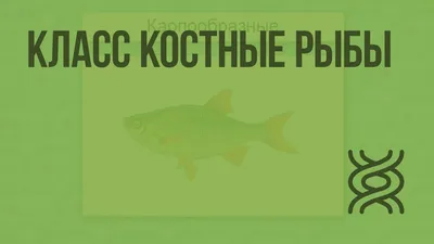 Костные рыбы - презентация к уроку биологии