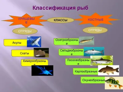 3 cамые большие рыбы в мире | В мире рыбок | Дзен