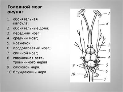 Шпаргалка - Многообразие рыб. Промысловые рыбы