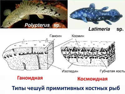 Обыкновенная луна-рыба | Глубоководные рыбы Вики | Fandom