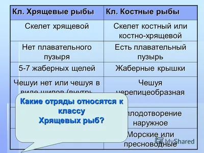 Диаграмма: Головной мозг костной рыбы | Quizlet