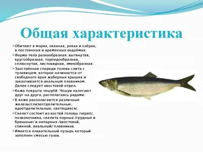 PPT - Класс Osteichthyes – Костные рыбы PowerPoint Presentation - ID:4080048