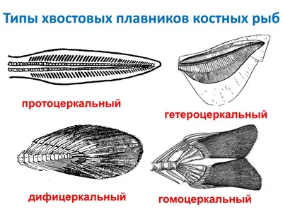 Самая длинная рыба в мире | Занимательная ихтиология | Дзен