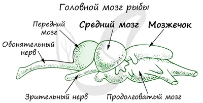 напишите, чем отличаются осетровые от остальных костных рыб - Школьные  Знания.com