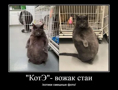 Скачать обои \"Кошки (Коты Котики)\" на телефон в высоком качестве,  вертикальные картинки \"Кошки (Коты Котики)\" бесплатно