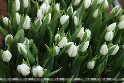 Где можно заказать красивый букет цветов к 8 марта? - Новини 7 березня 2020  р. - 0629.com.ua