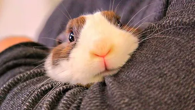 Смешные Милые Кролики 2022! Веселая Видео подборка! - YouTube