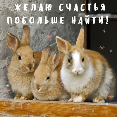 Три милых кролика желают вам счастья! Открытка-поздравление для мобильных  телефонов и социальных сетей. Скачать Картинку с Прикольным… | Открытки,  Счастье, Картинки