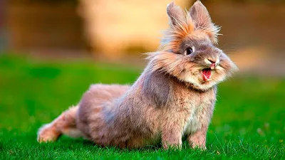 Забавные и смешные фотографии кроликов - подборка 2018